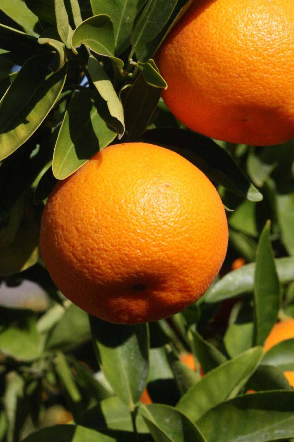              Fruit (Riverside, CA)       